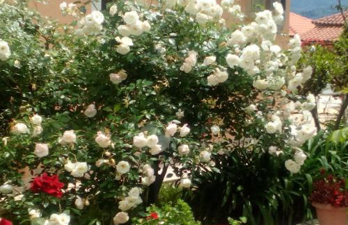 Maria's Paradise - Foto 40