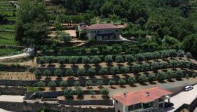 Casa das Oliveiras, o Douro no seu esplendor! - Foto 2