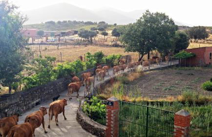 Casa con piscina en Parque Nacional de Cabañeros - Foto 43