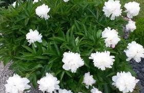 Maison de charme - 4 étoiles - Moulin de la serrée - Foto 30