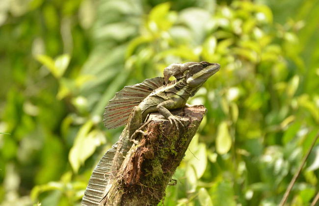 Quepos Food Tour & Cooking Class - Photo 9