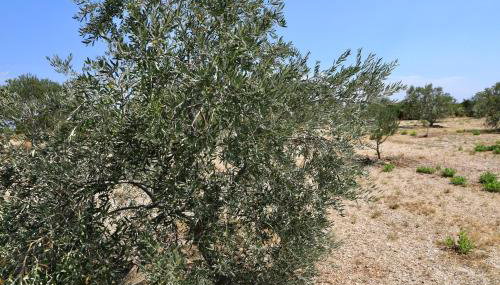 House Mirta - Photo 5