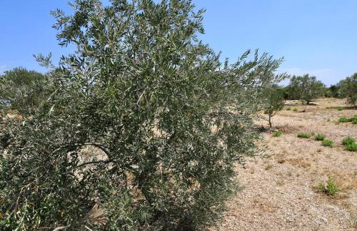 House Mirta - Foto 5