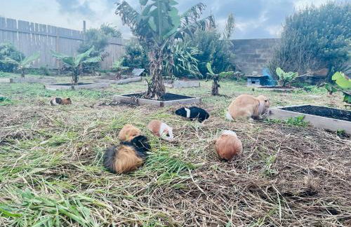 Sea Roots "Sea Zone" - Foto 56