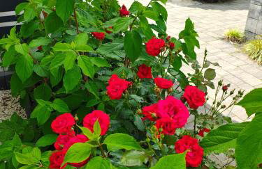 Całoroczny Domek Bielik Lubniewice,jakuzzi, jezioro,blisko SPA - Foto 17