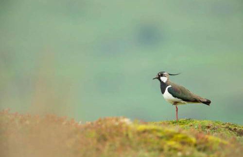 Swedish Rustic Cabin perfect for bird watching - Foto 12
