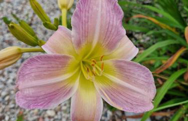 Apartamenty Szepty Mazur - Foto 55