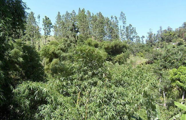 New Kingston Guest Apt at Sonoma Estate - Foto 29