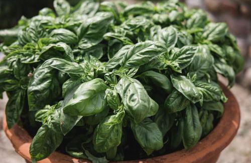 LA CORTESE by La Rondinella Apartments - Foto 9