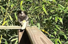 Fusca Home - Foto 18