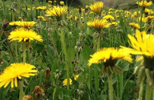 Alaska House - Yukon Room - Foto 48