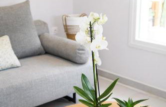 Olivia’s House - Foto 17