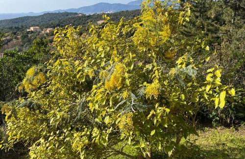 Domaine Mare e Monti - T2 Les Mimosas - Foto 14