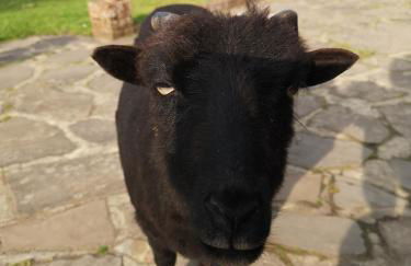 Oak Cottage with private log fired hot tub - Foto 21