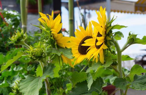 Pension Dimitris - Photo 10