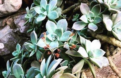 Faros oasis - Foto 63