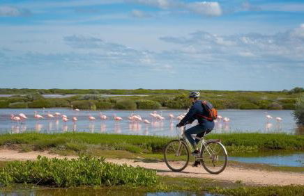 Camargue - La Saline Forézienne - Salin-de-Giraud - Foto 42