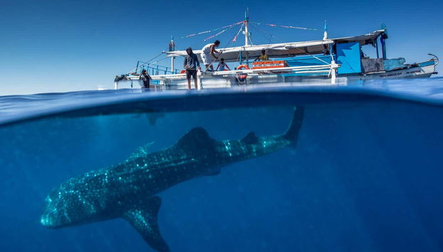 Swimming with Whale Sharks in Puerto Princesa - Foto 3