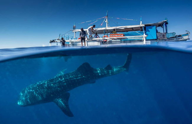 Nado con tiburones ballena en Puerto Princesa - Foto 3