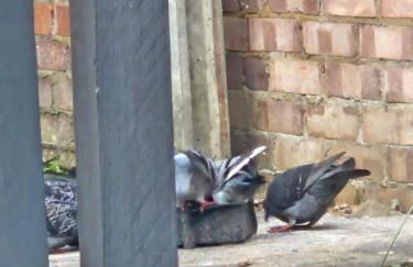 London Comfy Doubles - Foto 35