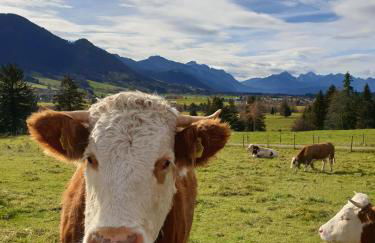Ferienwohnung Sonnenblume - Photo 12