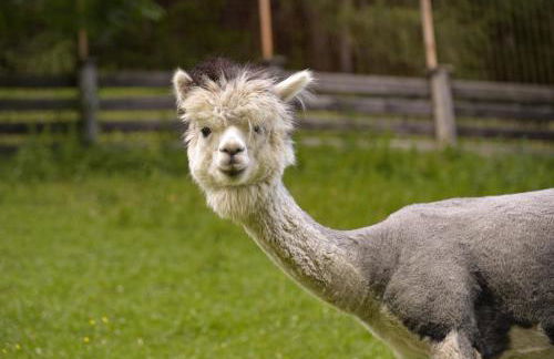 Enzianhof - Nature Apartments - Photo 22