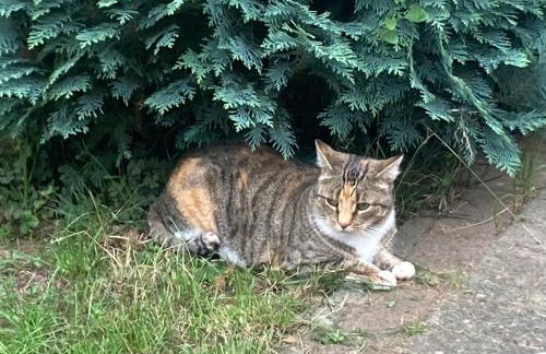 Ferienhaus am Wasser im Grünen - Foto 27