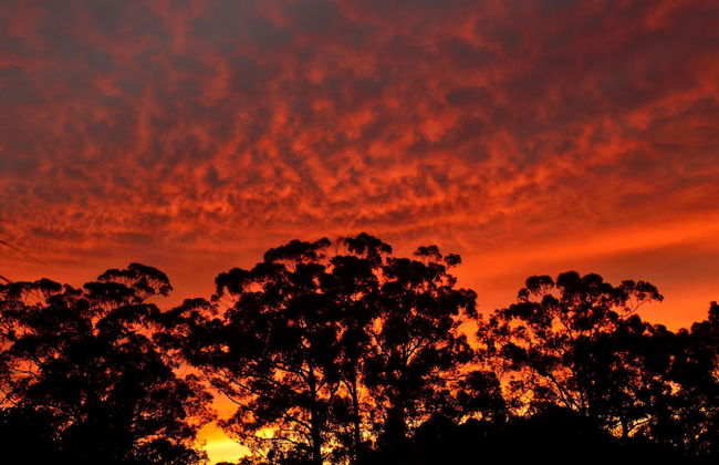 Diamond Forest Farm Stay - Foto 41