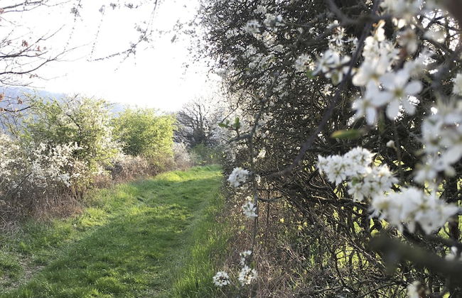 Ferienhaus Apple Tree - Foto 38