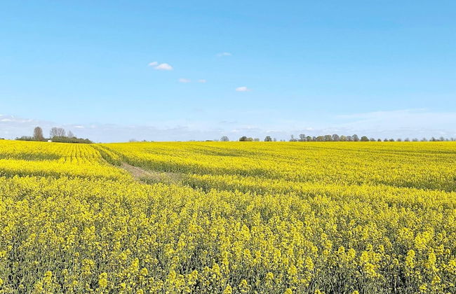 11 Person Holiday Home in Brosarp - Foto 24