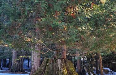 Ahrs Creek Retreat In the Timber - Foto 10