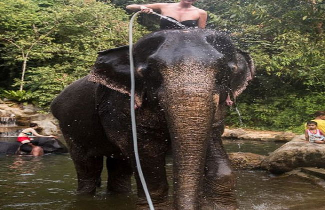 Half Day Elephant Bathing welfare center from Phuket - Foto 10