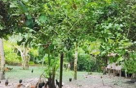 Chácara Bela Vista - Photo 26