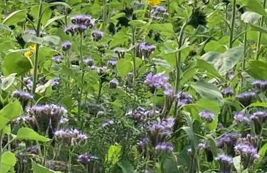 Home from Home in our Self-Contained Annexe - Foto 12