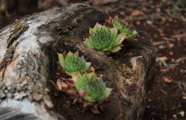 Sea View Apartment Orhideja, Sleeps 4 - Foto 16