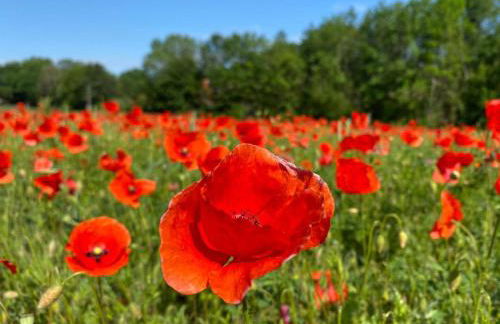 Ferienwohnung Moneblümchen - Foto 20