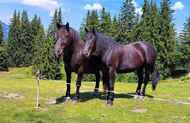 Apartment in Saalfelden Near Ski Slopes - Foto 40