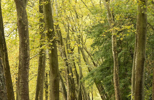 Le Hameau de Courances - Foto 23