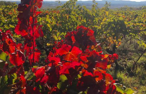 Maison du Midi, 2 Gîtes de charme - Foto 59