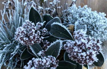 Igluhut Tiny House Bayerischer Wald - Foto 20