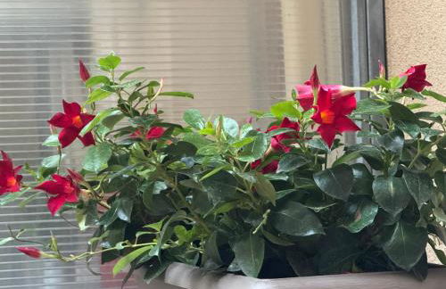 Casa di Zitti - Photo 31