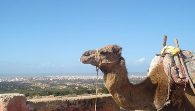 Esperienza a dorso di cammello con cena barbecue - Foto 2