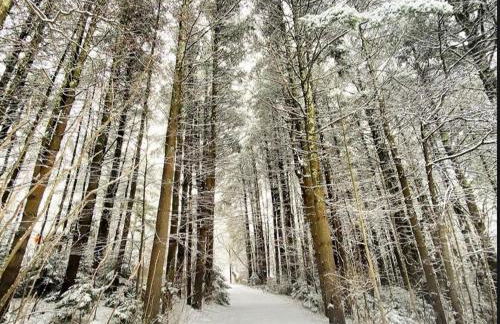 Cozy Creek House - Foto 64