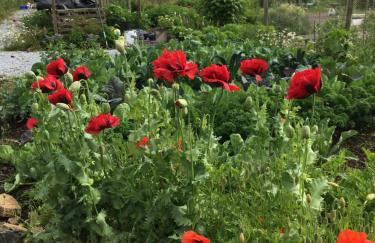 Red Watch Apartment - Foto 17