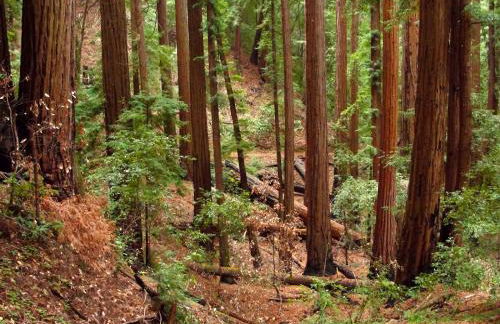 Amazing Oceanview 2 bedroom Oceanfront! by OceanviewHotTubs Shelter Cove, CA Tesla EV Station - Foto 42