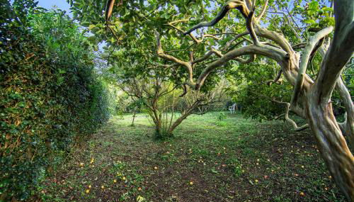 Casa com Quinta Tradicional - Photo 3, Garden