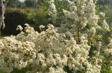 Alto Giardino - Foto 40