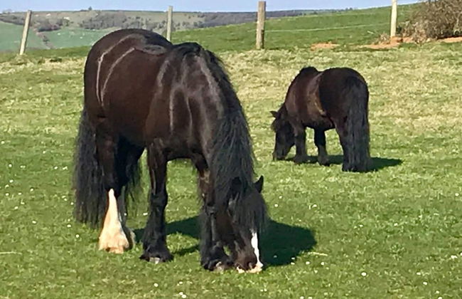 Queen Bower Farm Lodge - Foto 27