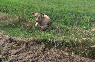 Ferienwohnung Idyll - Alleinlage - Foto 21