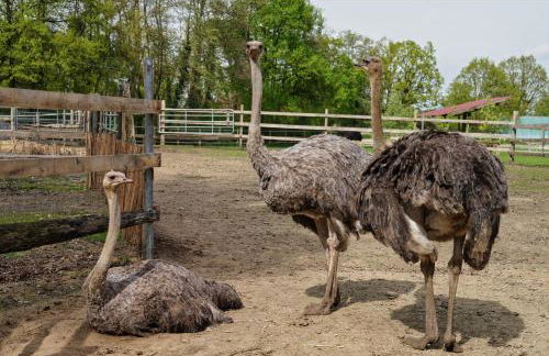 Gästewohnung Hardinghaus am Teich - Foto 40